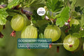 Gooseberry "Pixwell" - 6 Organic Hardwood Cuttings (Scion Wood) 6-9" - Easy Care, Tart Pink Berries, Ideal for Edible Landscaping