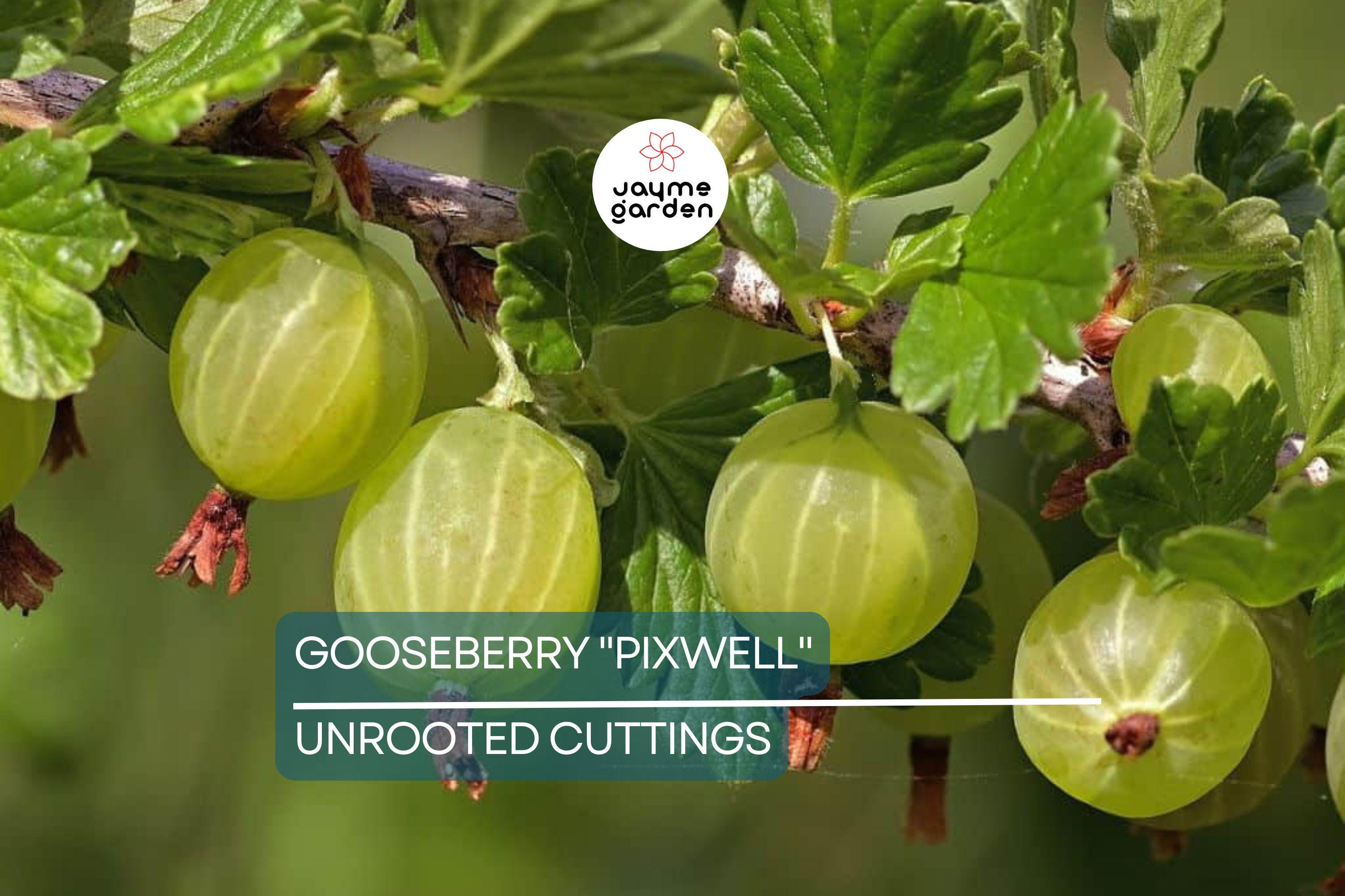Gooseberry "Pixwell" - 6 Organic Hardwood Cuttings (Scion Wood) 6-9" - Easy Care, Tart Pink Berries, Ideal for Edible Landscaping