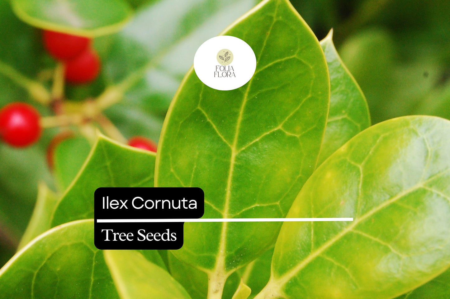 500mg Ilex Cornuta, Chinese Holly Seeds, Evergreen Shrub with Glossy Leaves