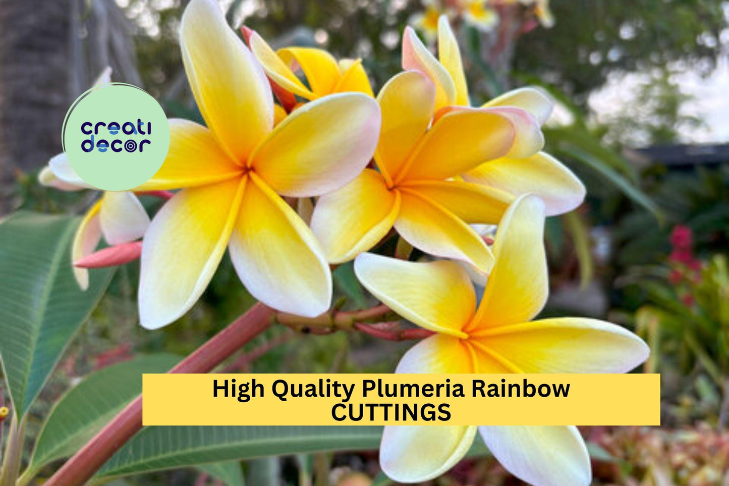 1 High Quality Plumeria Cuttings |  Rainbow Colors | 8–12" Unrooted Stems | Fragrant Tropical Flowers for Garden or Patio