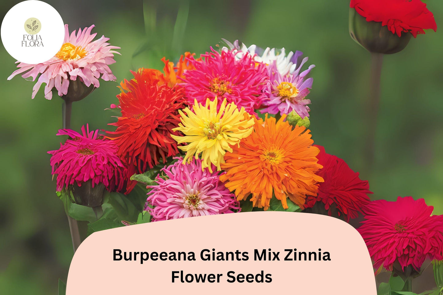 100+ Burpeeana Giants Mix Zinnia Seeds – Tall Heirloom Blooms for Cutting & Summer Gardens