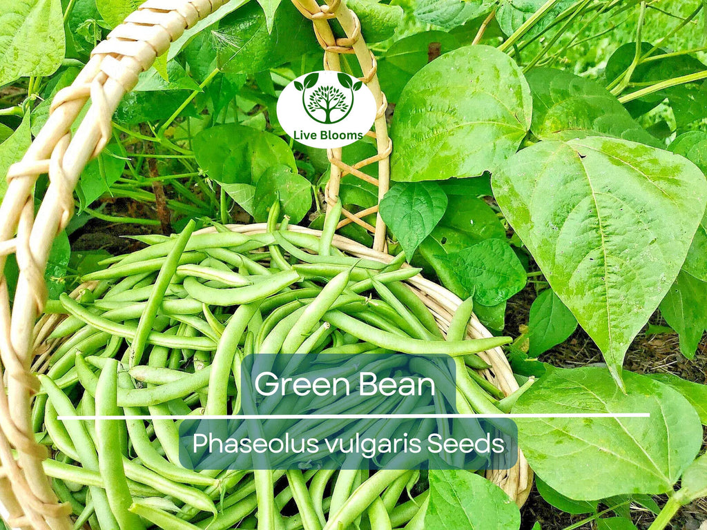 100 Green Bean Seeds - Bulk Jade Bush Beans for Planting (Phaseolus vulgaris) - High Yield, Easy to Grow Vegetable Seeds for Home Garden