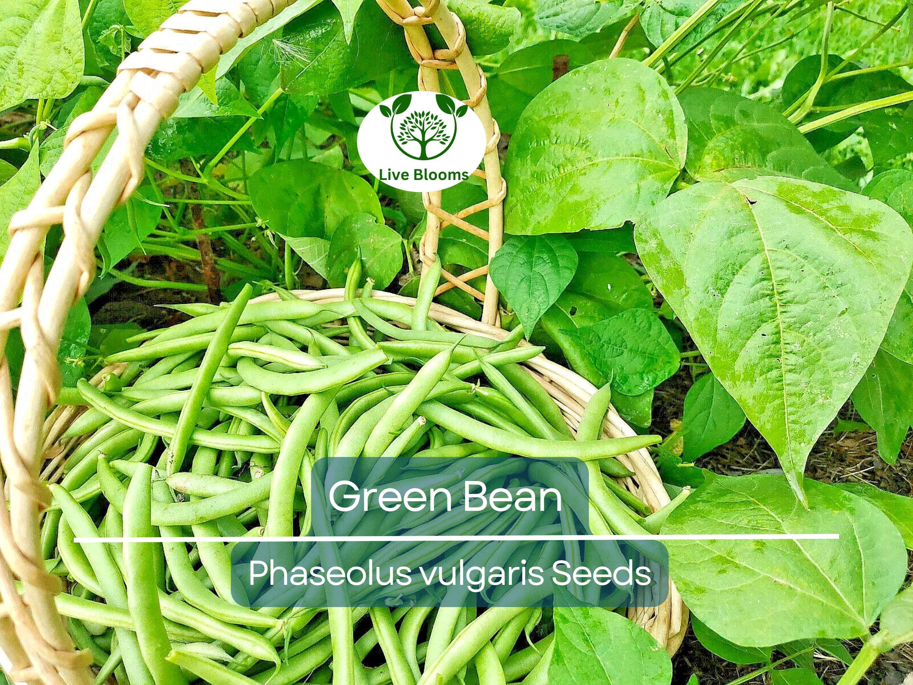 100 Green Bean Seeds - Bulk Jade Bush Beans for Planting (Phaseolus vulgaris) - High Yield, Easy to Grow Vegetable Seeds for Home Garden