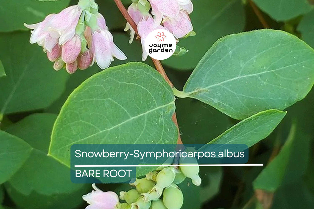 Snowberry Symphoricarpos Albus | 12-24" Tall Bare Root Plants | White Berries | Hardy Shrub for Wildlife | USDA Zones 3-7