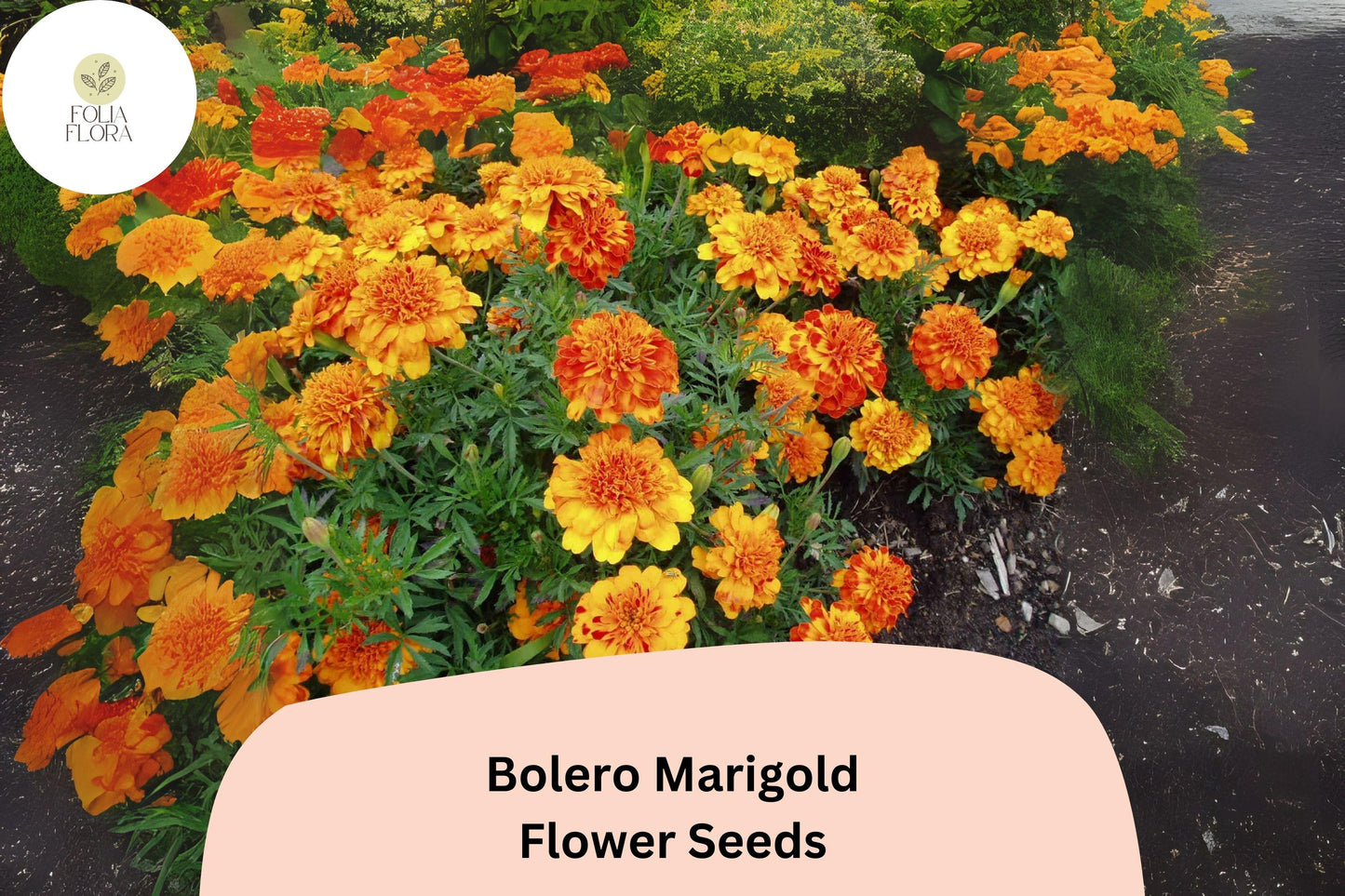 25+ Bolero Marigold Seeds | French Dwarf Marigold | Red & Gold Bi-Color Blooms | Easy Annual Flower for Garden Planting