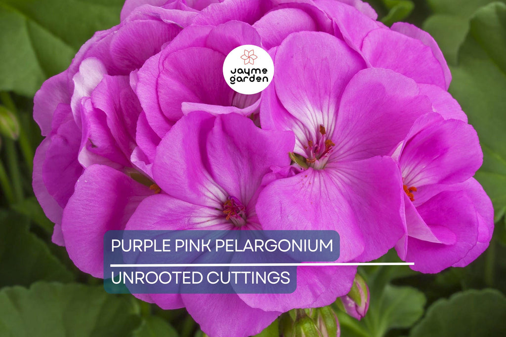 3 Stunning Purple Pink Pelargonium Regal Geranium 6” Live Plant Cuttings – Orchid-Like Flowers, Easy Care, Root & Grow Fast
