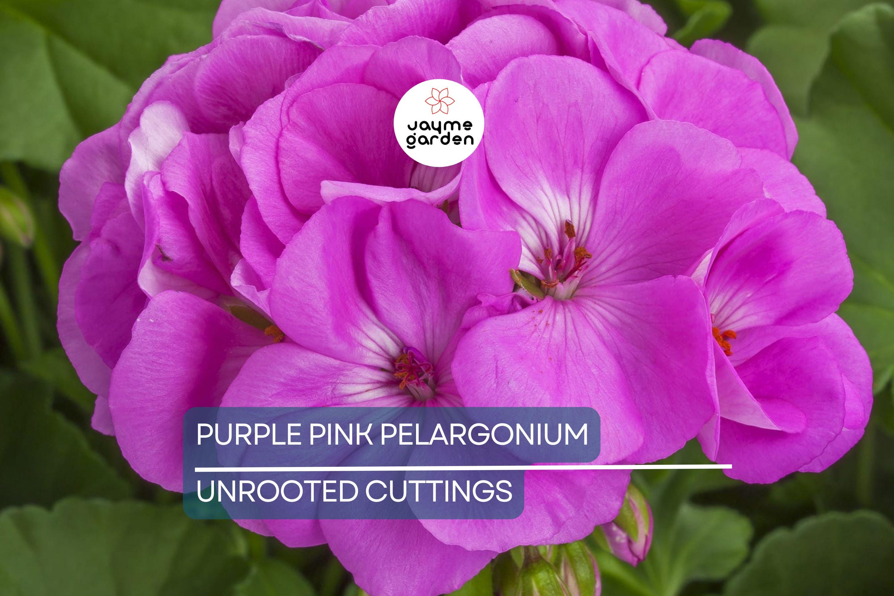 3 Stunning Purple Pink Pelargonium Regal Geranium 6” Live Plant Cuttings – Orchid-Like Flowers, Easy Care, Root & Grow Fast