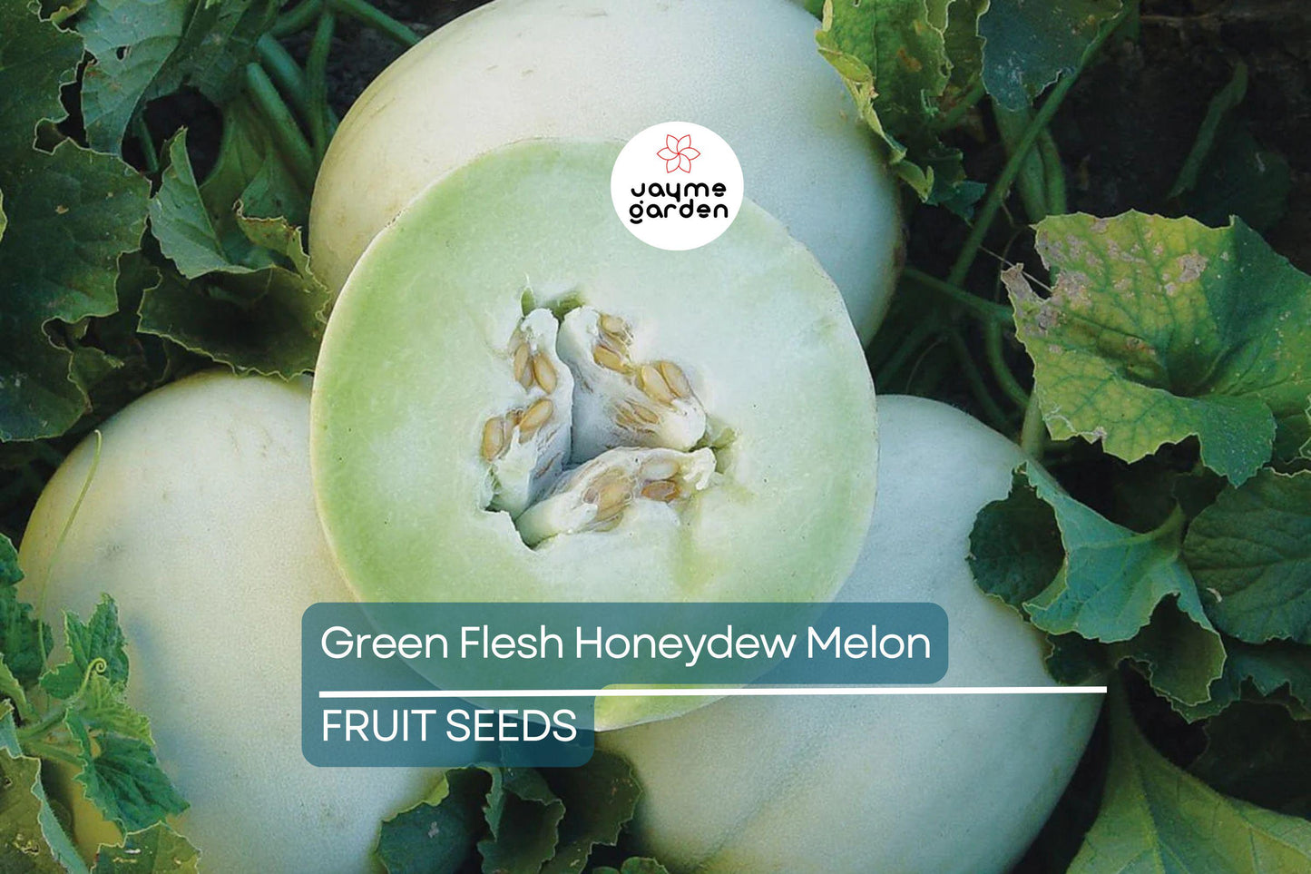 100 Green Flesh Honeydew Melon Seeds – Non-GMO, Sweet Emerald Green Flesh, Vining, 105 Days, Free Shipping, USA Seller!