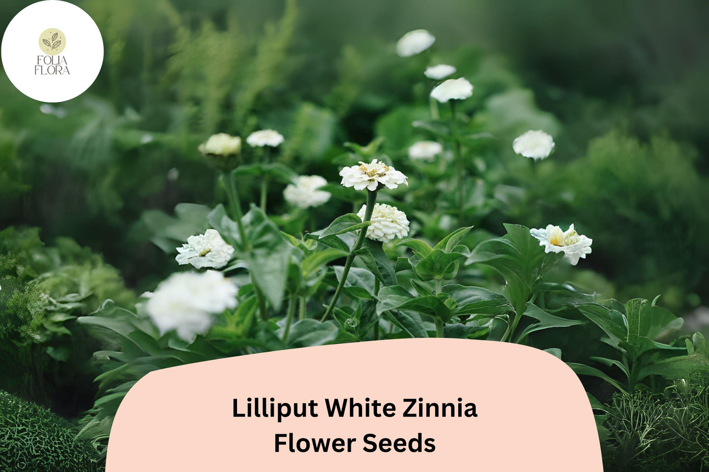 100+ Lilliput White Zinnia Seeds – Mini Pompon Blooms for Borders, Beds & Summer Gardens