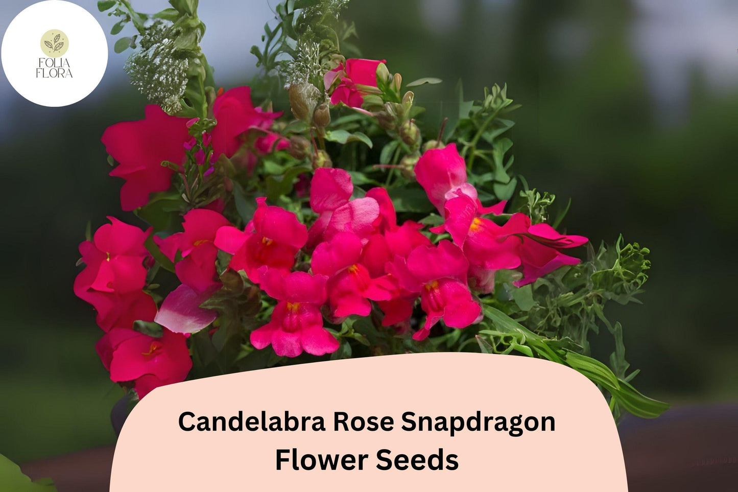 Candelabra Rose Snapdragon Seeds (Antirrhinum majus) | 1000+ Seeds | Elegant Rose-Pink Blooms for Gardens & Borders