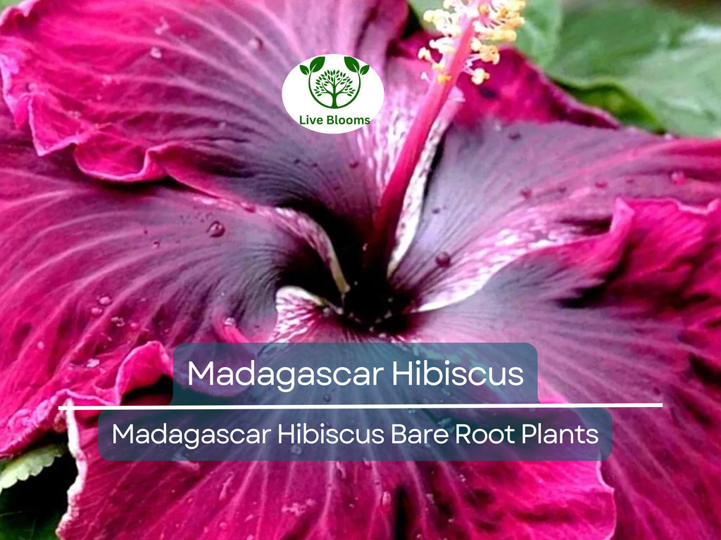 1 Madagascar Hibiscus – Live Bare Root Starter Plant (3–5") – Hibiscus moscheutos Mallow – Hardy Tropical-Looking Perennial