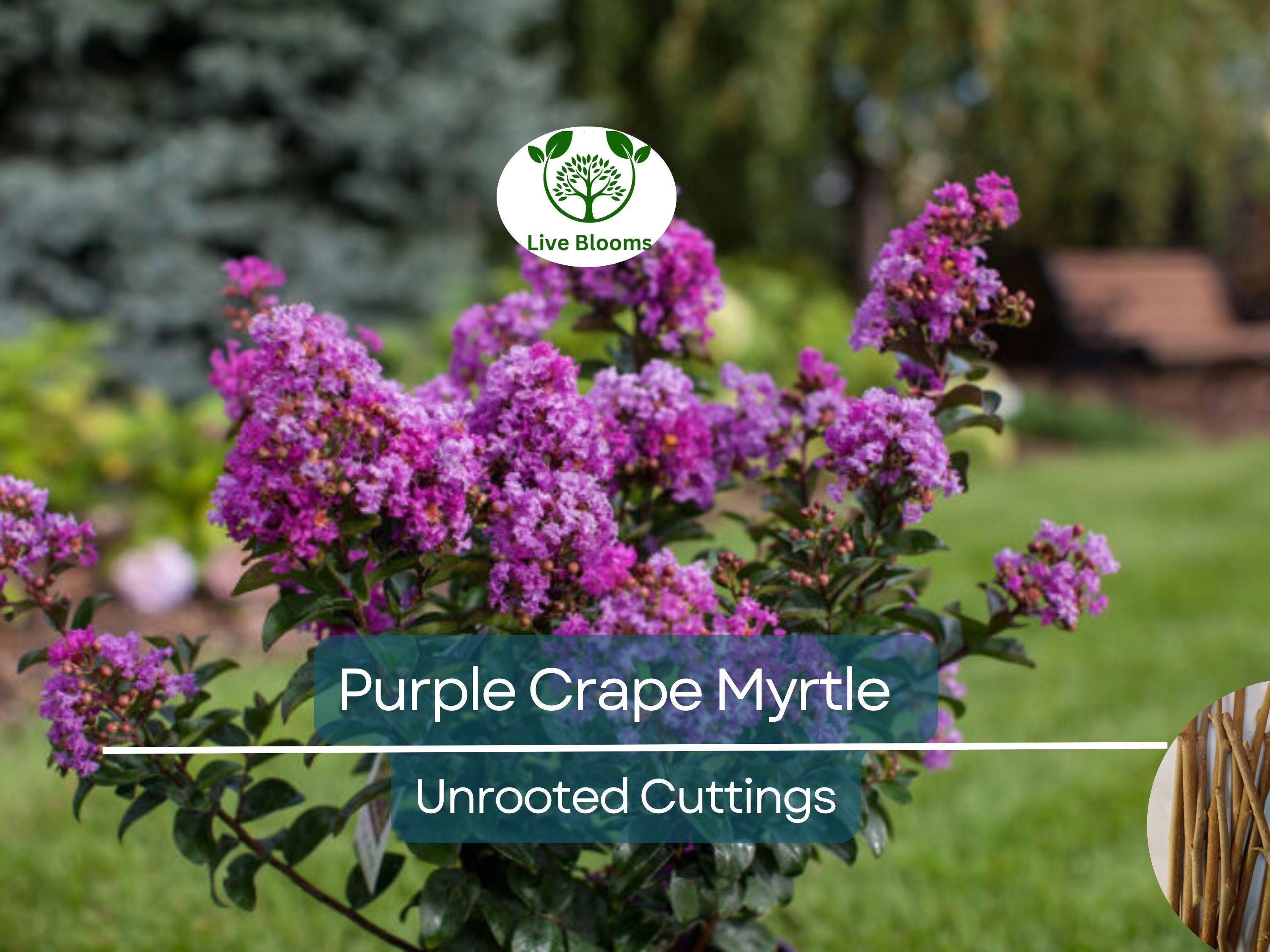 8 Purple Crape Myrtle Unrooted Cuttings 6-8"- Fresh & Ready to Root - Lagerstroemia, Light Purple Blooms, Easy to Grow, Perfect for Garden