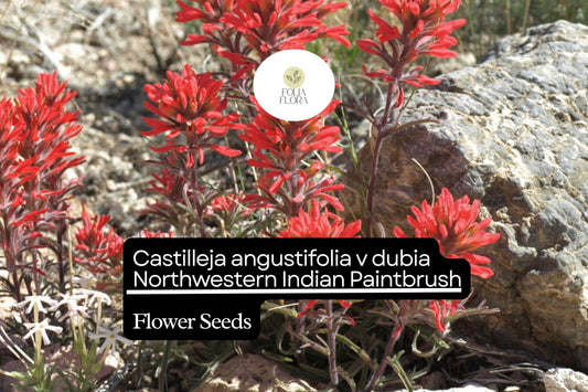 500 Castilleja angustifolia v. dubia Seeds | Northwestern Indian Paintbrush | Wildflower for Garden Planting