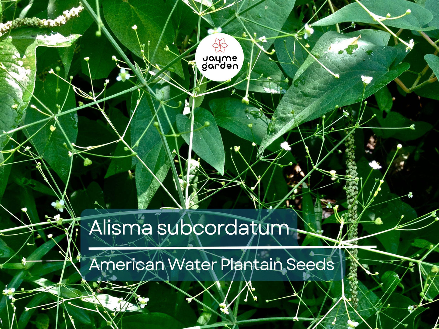 500 Seeds Alisma Subcordatum | Mud Plantain for Planting | Water Plant for Ponds & Wetlands | Native Aquatic Perennial | Wildlife Friendly