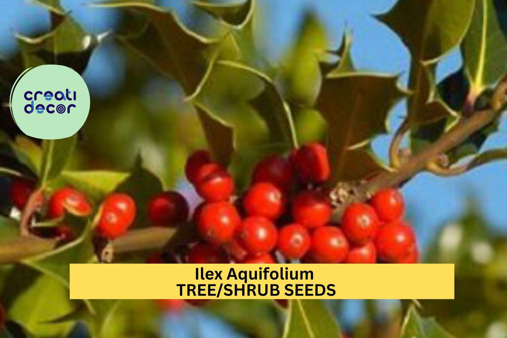 3pcs x 10seeds Ilex aquifolium Seeds – English Holly Evergreen Tree Seeds for Hedges,Winter Displays, or Wildlife Gardens Seeds for Planting