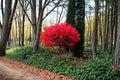 Burning Bush 2 Live Plants 12-18" Tall (Euonymus alatus) Red Fall Foliage Shrub