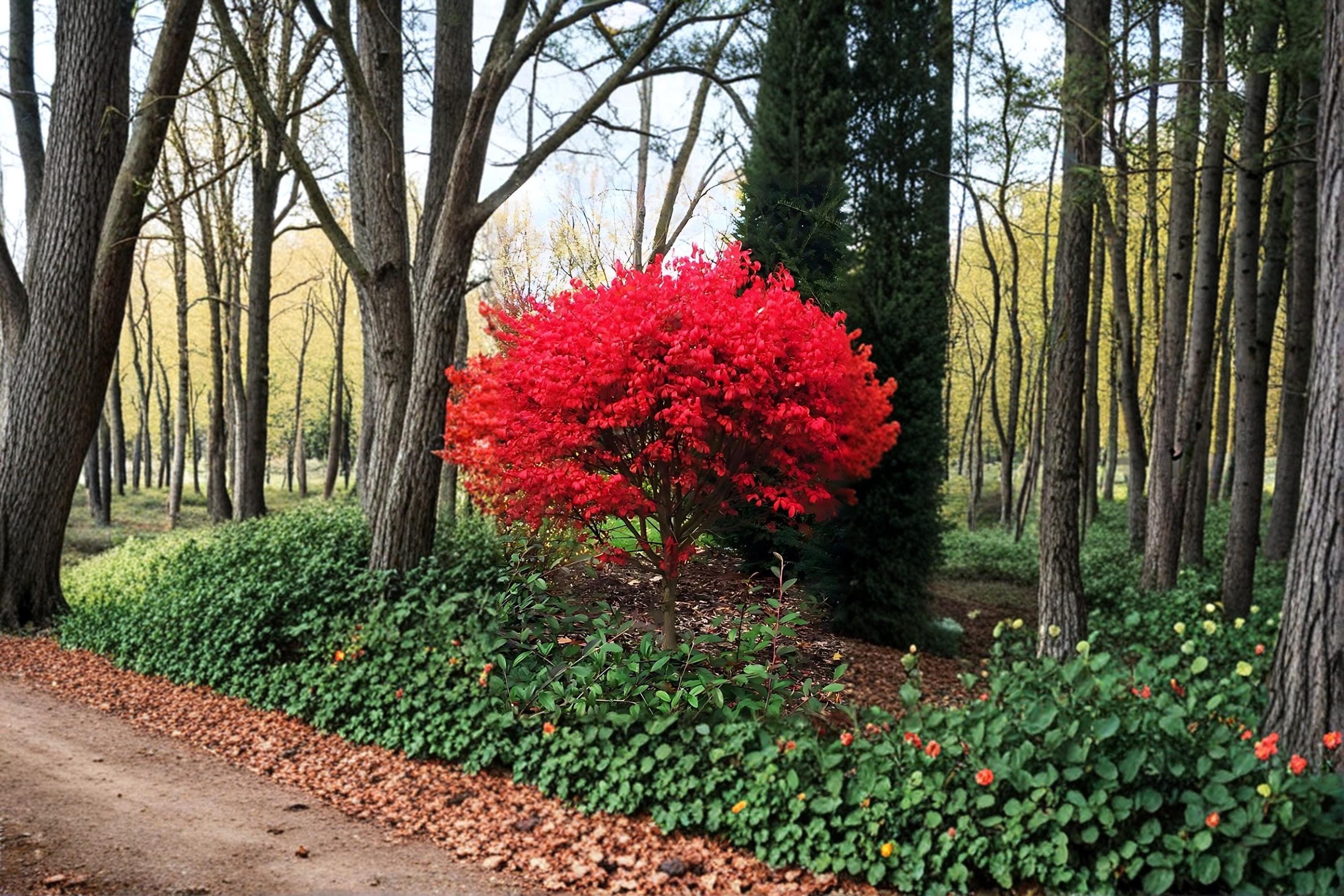 Burning Bush 2 Live Plants 12-18" Tall (Euonymus alatus) Red Fall Foliage Shrub