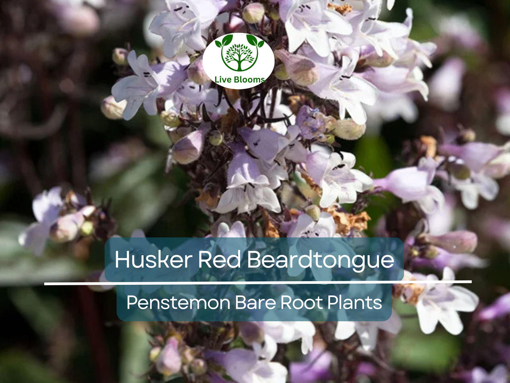 10 Husker Red Beardtongue Plants – Bare Root Perennials – Penstemon – Burgundy Foliage & White Flowers – Zone 4–9