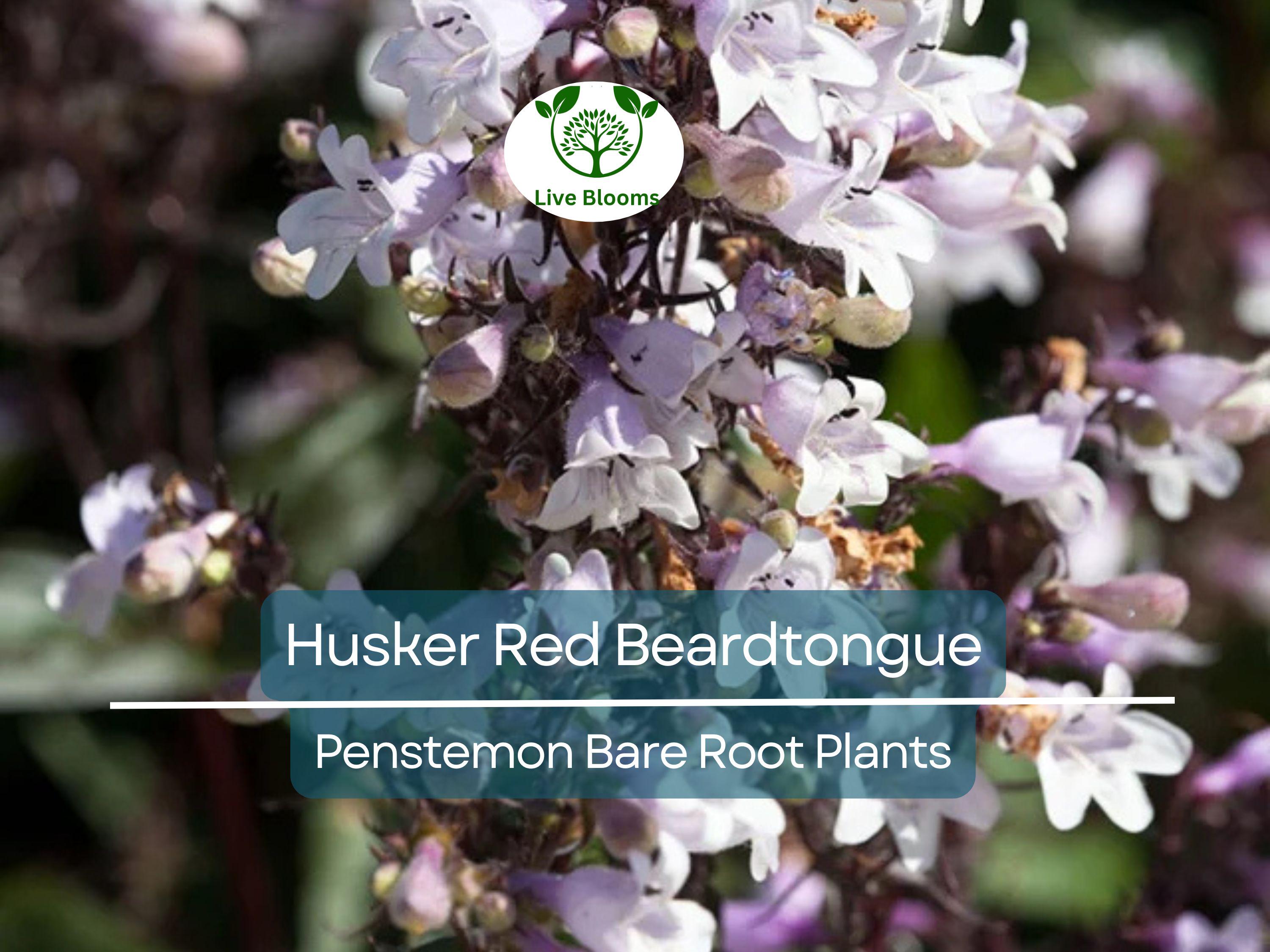 10 Husker Red Beardtongue Plants – Bare Root Perennials – Penstemon – Burgundy Foliage & White Flowers – Zone 4–9