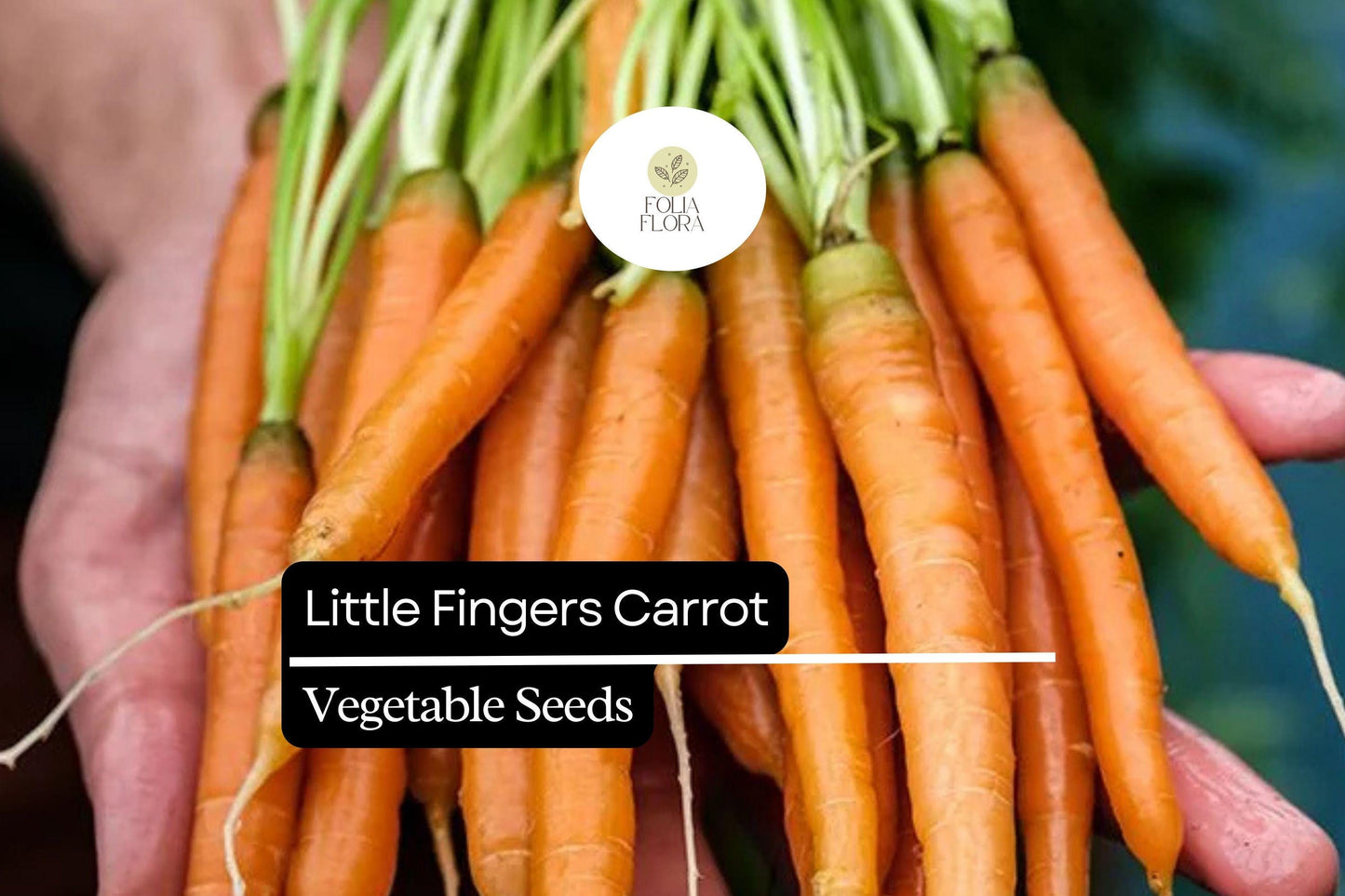 300 Little Fingers Carrot Seeds – Daucus carota – Heirloom, Sweet & Crisp, Mini Baby Carrots