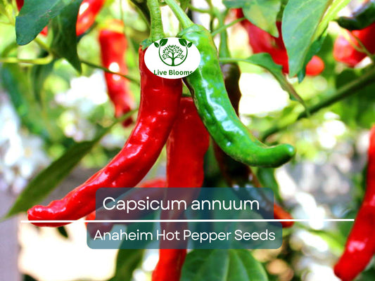 30 Seeds Anaheim Hot Pepper – Capsicum annuum | Mildly Spicy Peppers for Planting, Gardening & Flavorful Harvests