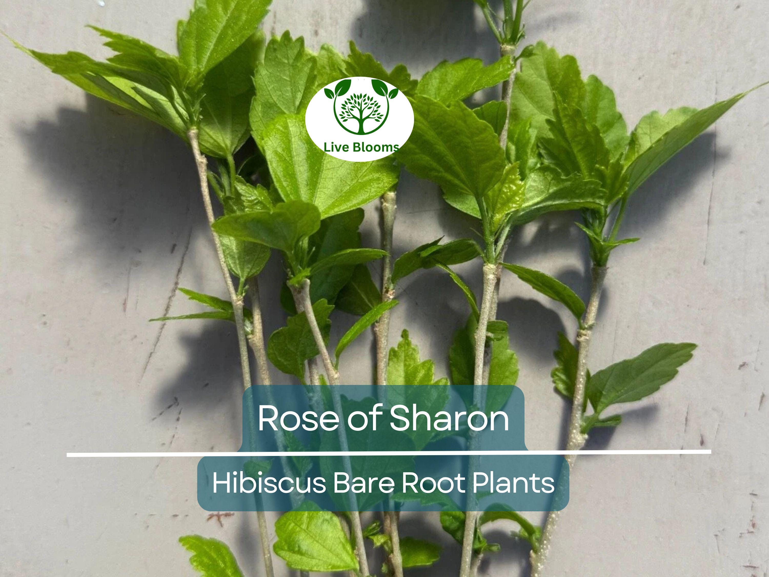 6 Rose of Sharon Plants – Bare Root Hibiscus Syriacus Seedlings – Hardy Flowering Shrubs – Summer Blooms, Pollinator Friendly