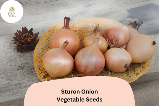 500+ Sturon Onion Seeds | Yellow Storage Onion | Reliable Heirloom | Garden Planting | Allium cepa Seeds