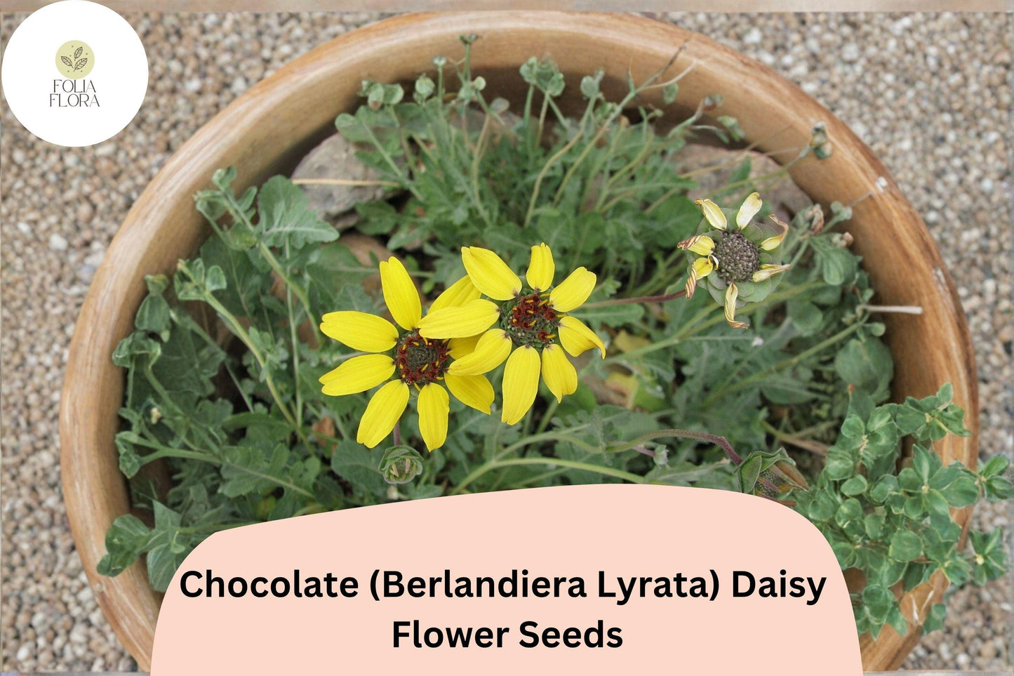 200+ Chocolate Daisy Seeds | Berlandiera lyrata | Fragrant Yellow-Brown Wildflower for Garden Planting | NON-GMO