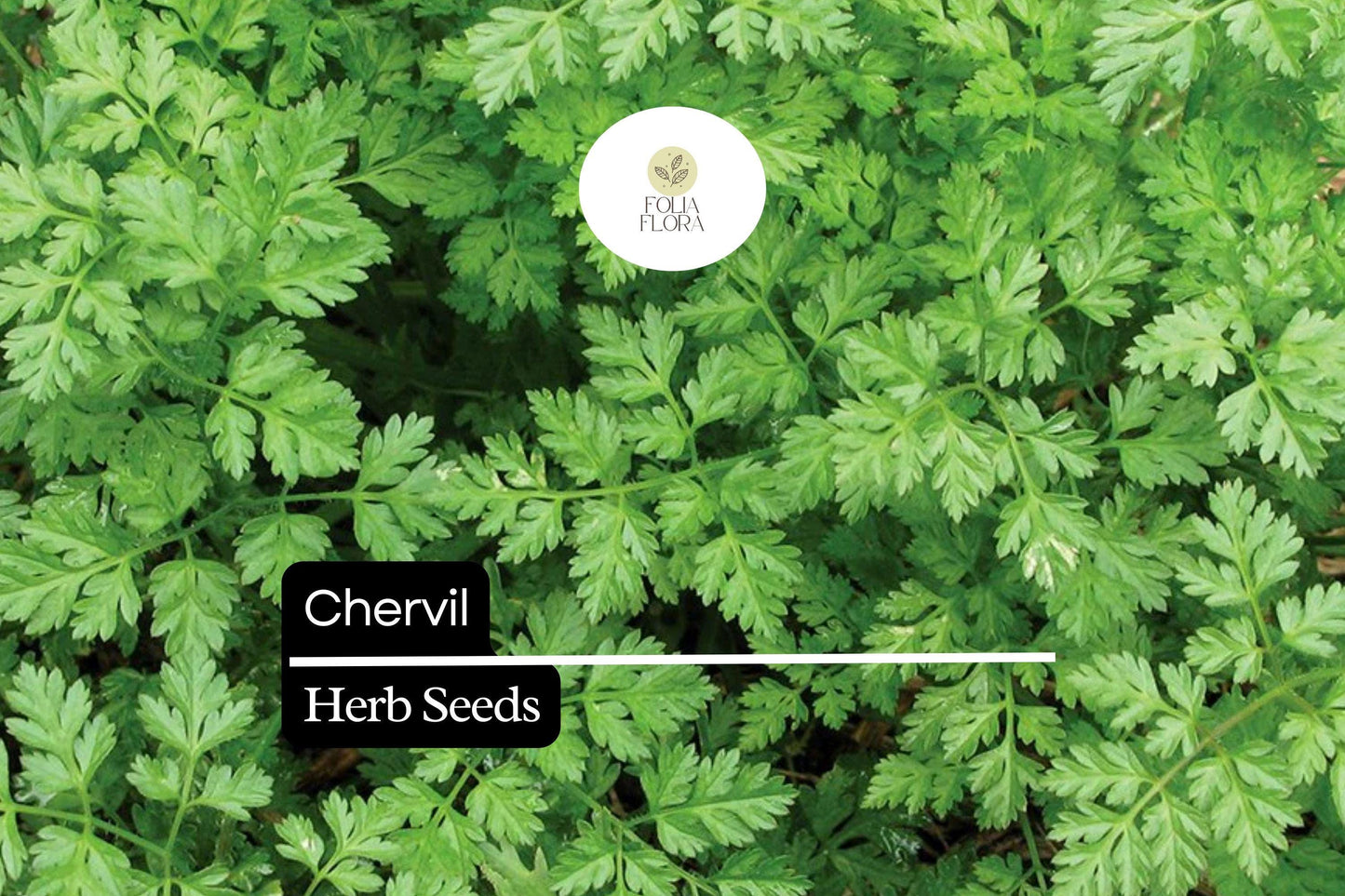 400 Seeds Chervil (Anthriscus cerefolium) – Aromatic Herb for Cooking and Garnishing