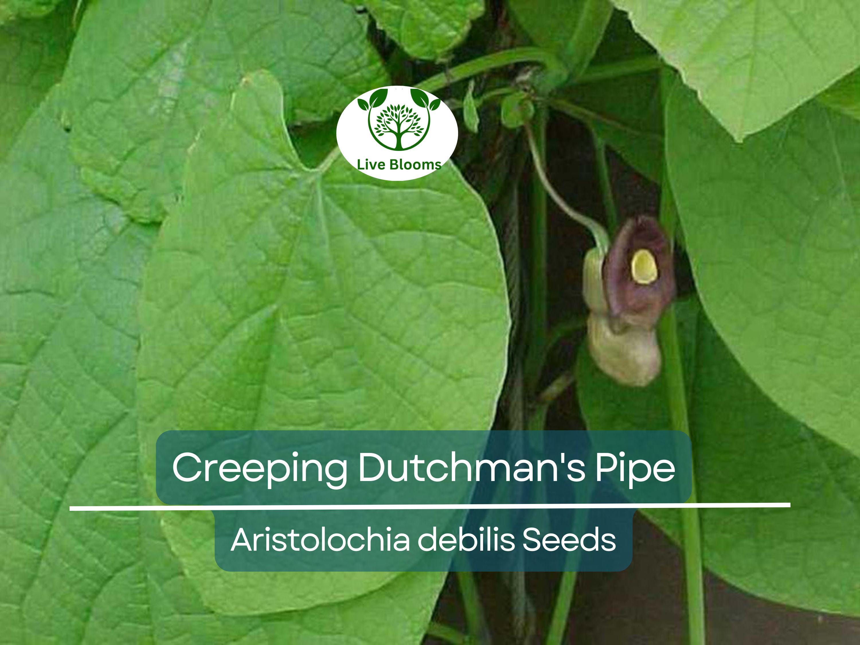 20 Creeping Dutchman's Pipe Vine Seeds (Aristolochia debilis) Fast Growing Perennial, Butterfly & Hummingbird Friendly