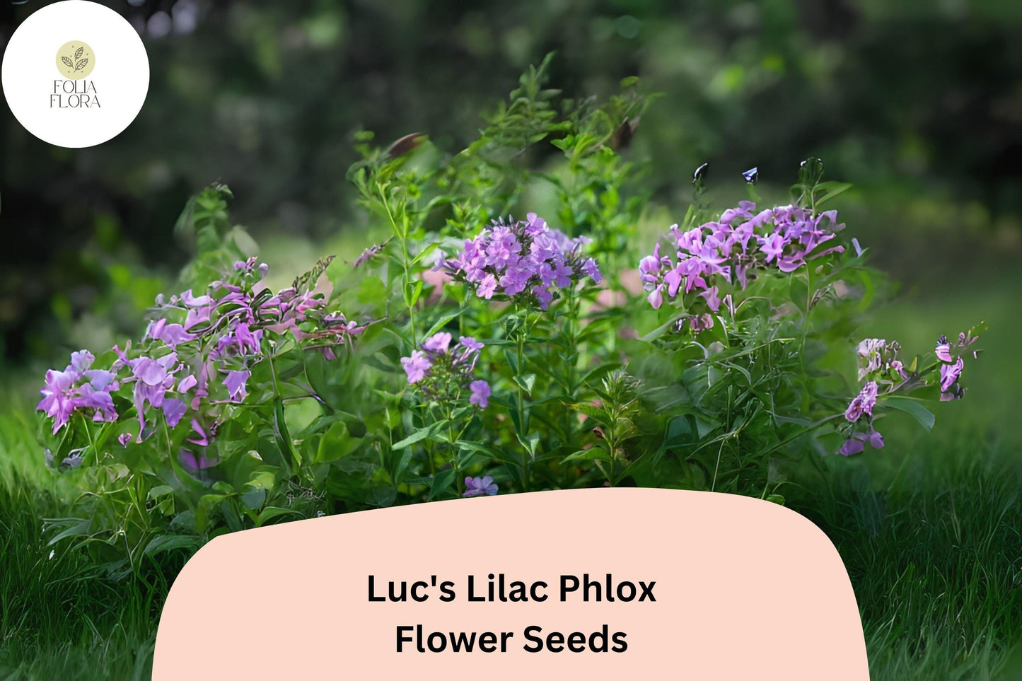 100+ Luc's Lilac Phlox Seeds – Annual Garden Flowers, Phlox drummondii