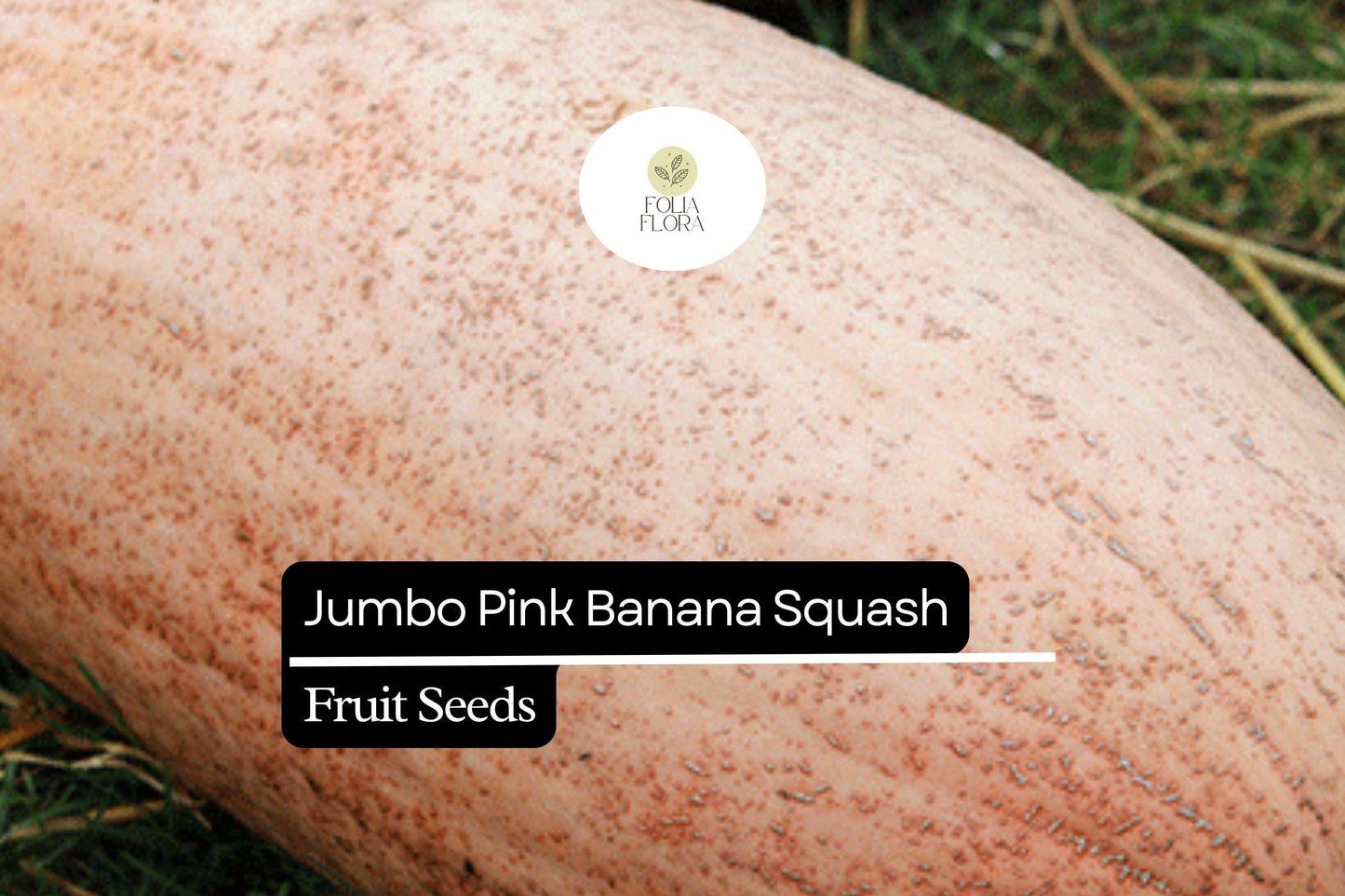 10 Seeds Jumbo Pink Banana Squash (Cucurbita maxima) – Heirloom Variety, Sweet & Versatile