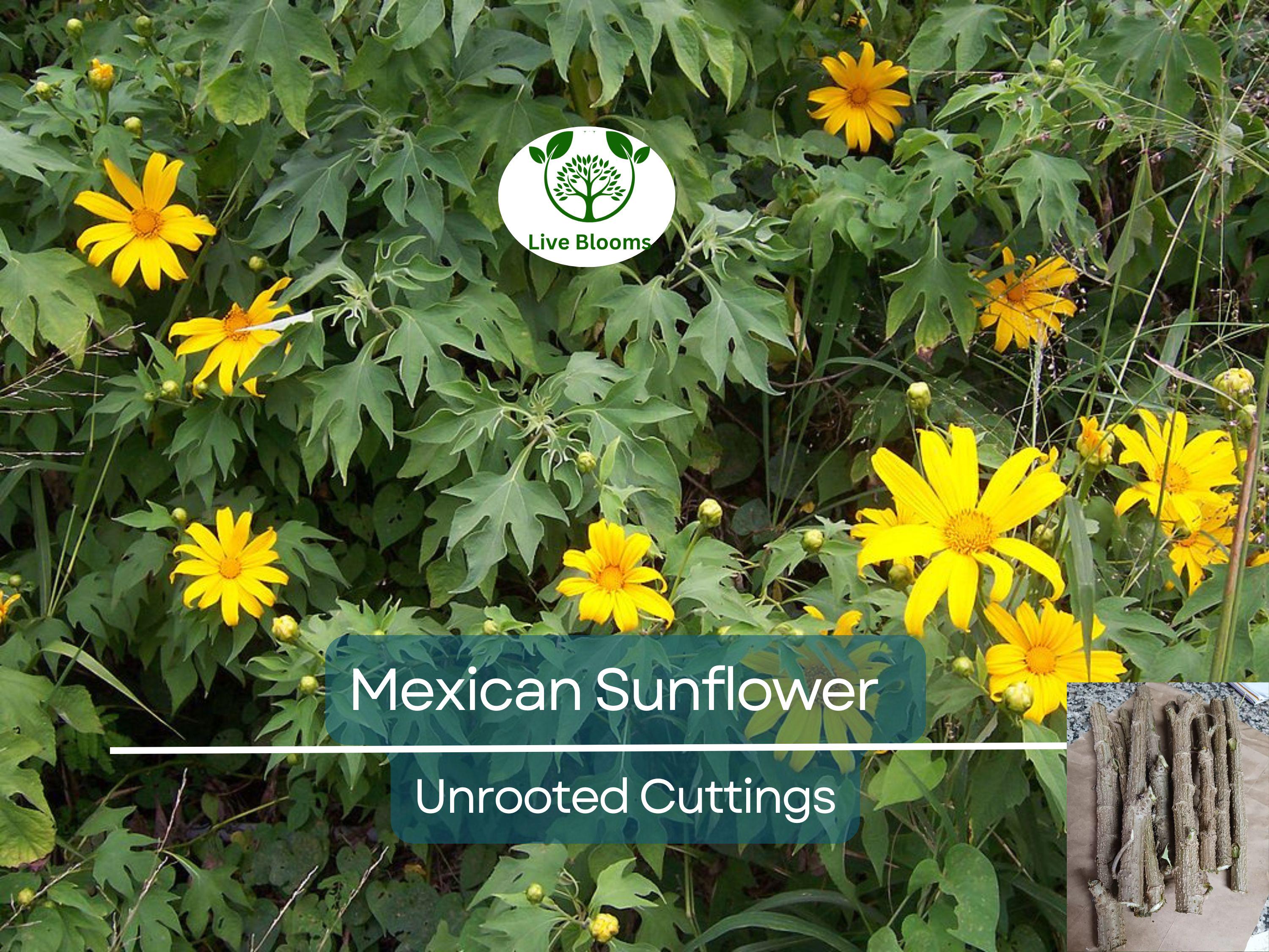 10 Organic Mexican Sunflower (Tithonia diversifolia) Unrooted Cuttings - Perennial, Fast-Growing, Bright Yellow Flowers, Easy to Grow