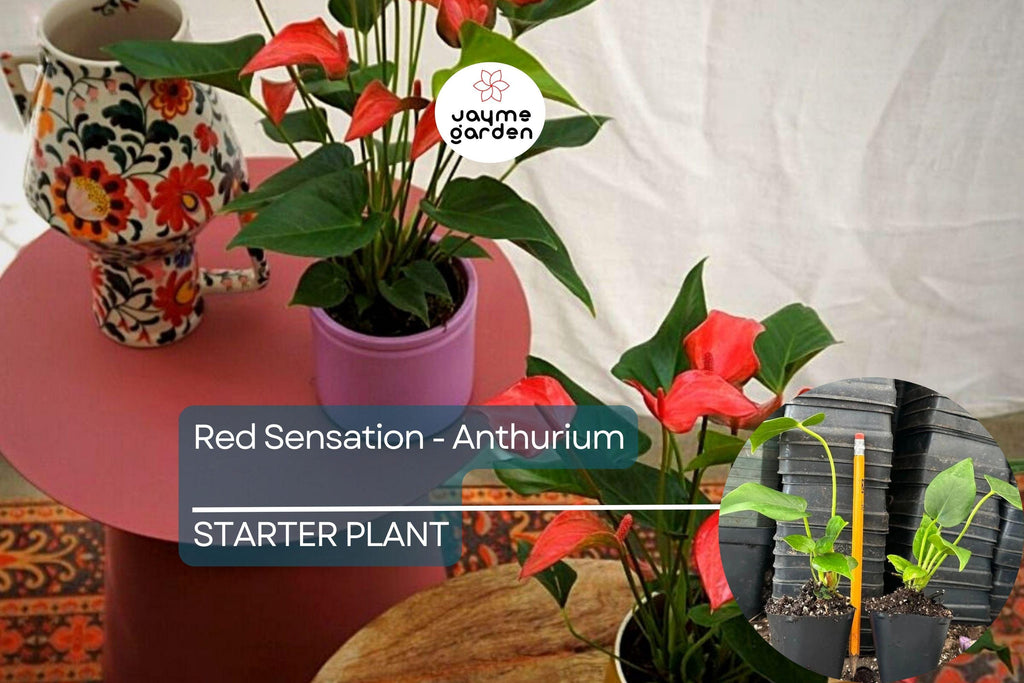 Red Sensation Anthurium Starter Plant - Live Well Rooted Seedling - King Veitchii, Indoor & Outdoor Flowering Plant