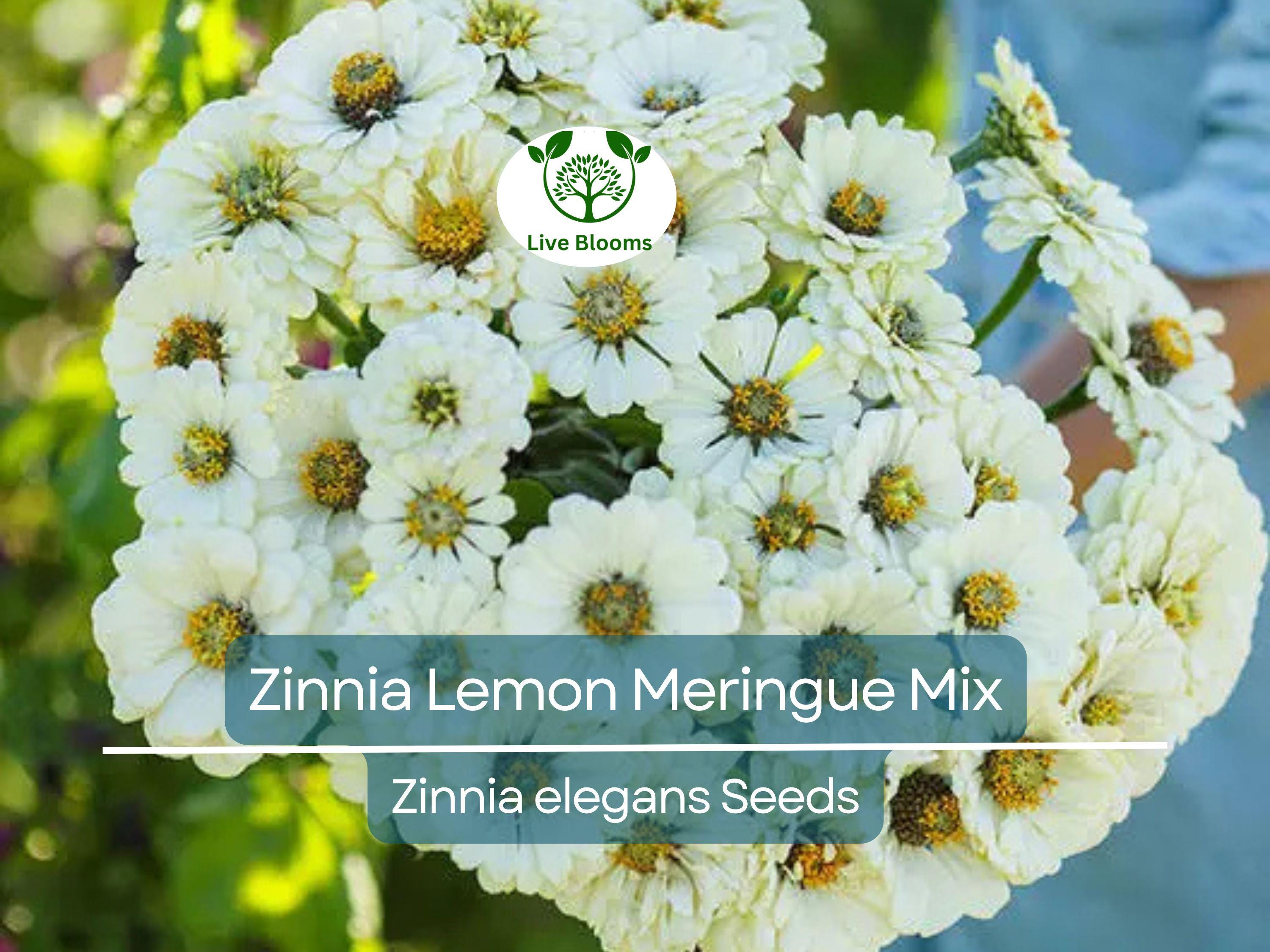 100 Seeds Zinnia Lemon Meringue Mix, Pollinators & Butterflies, Non-GMO, Bright Yellow Flowers, Garden Plants, Easy to Grow, Annual Blooms
