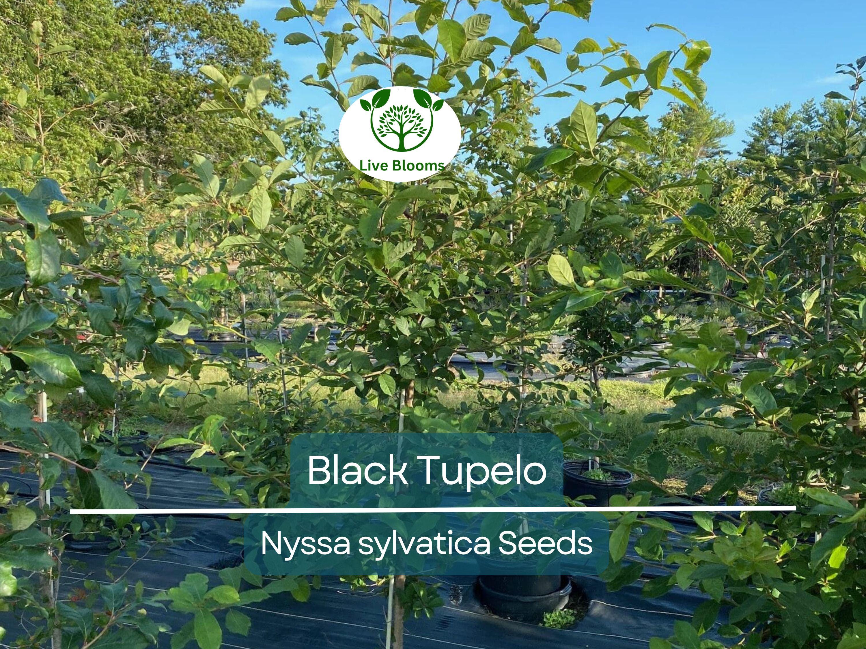 10 'Wildfire' Black Tupelo Tree Seeds (Nyssa sylvatica) | Edible Fruits, Fast Growing, Beautiful Fall Colors, Hardy Tree for Garden