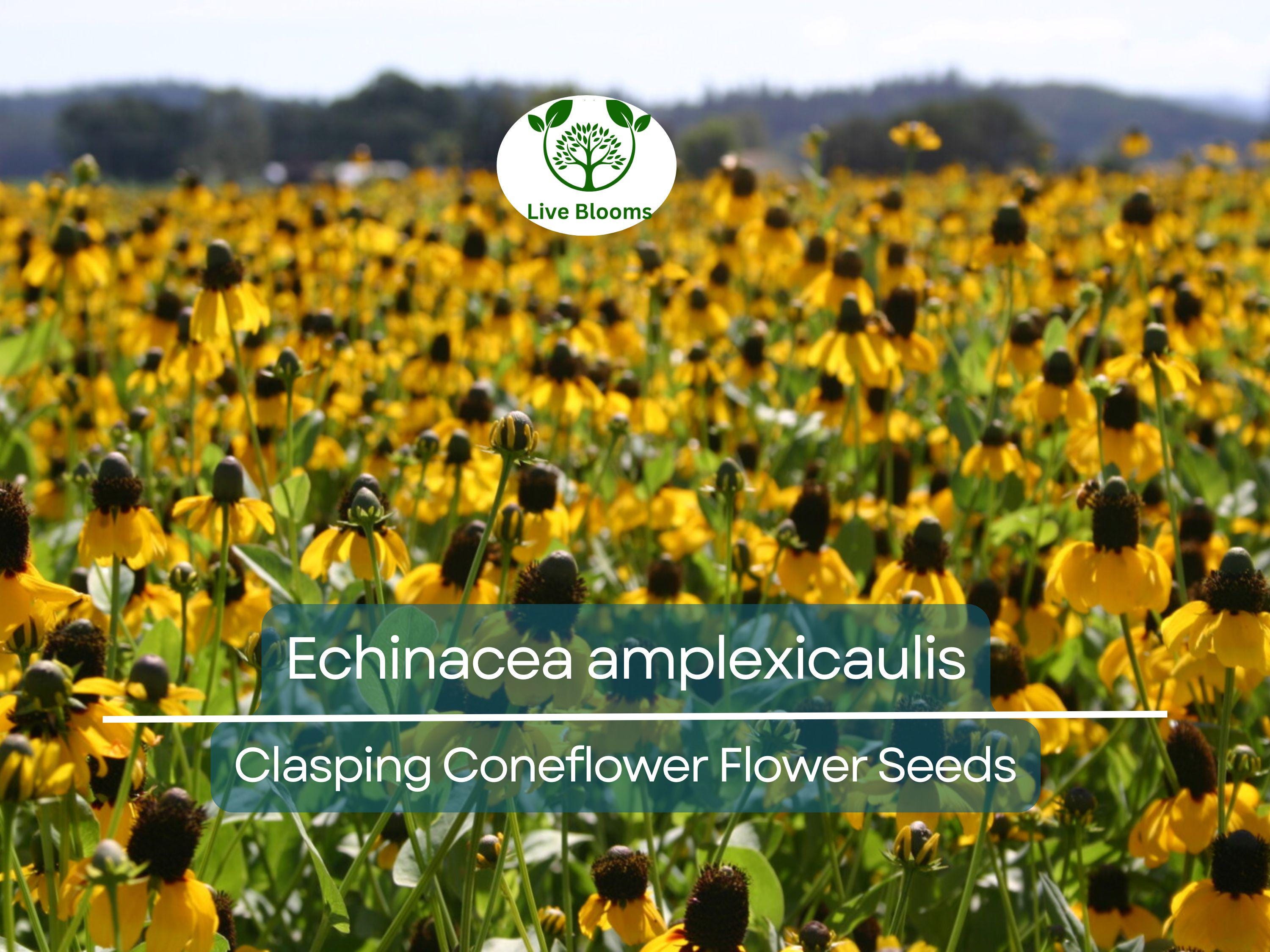 200 Seeds Clasping Coneflower (Echinacea amplexicaulis) - Hardy Perennial Wildflower, Attracts Pollinators, Easy to Grow, Ideal for Gardens