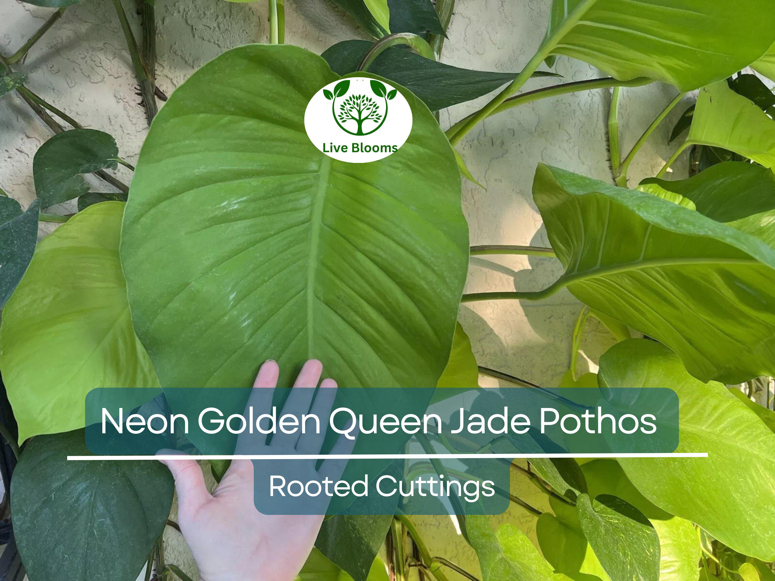 2x 10” Rooted Pothos Cuttings | Neon Golden Queen Jade Philodendron Plant | Easy Care Houseplant, Indoor Vine, for Decor & Propagation