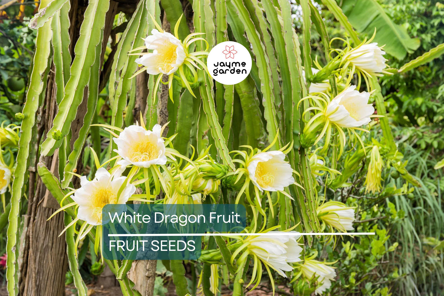 20 White Dragon Fruit Seeds (Hylocereus undatus) - Climbing Cactus Vine, 20ft Growth, Edible Exotic Fruit
