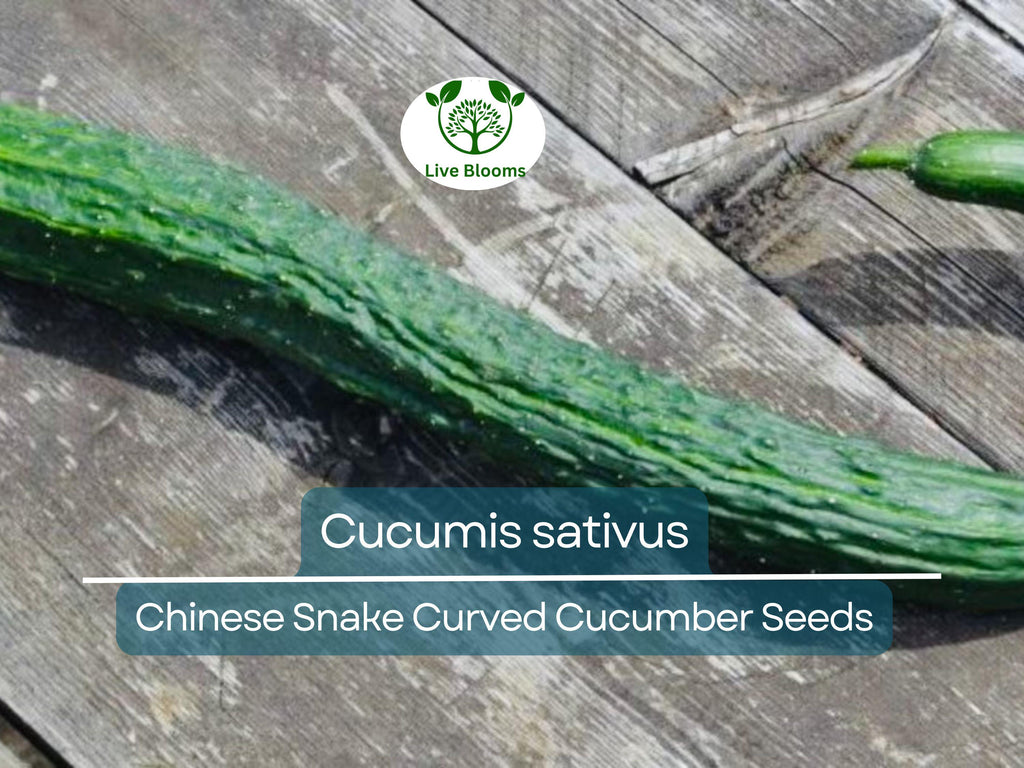10 Seeds Cucumber Chinese Snake Curved - Cucumis sativus | Unique Heirloom Cucumber for Planting, Gardening & Crisp, Long Harvest