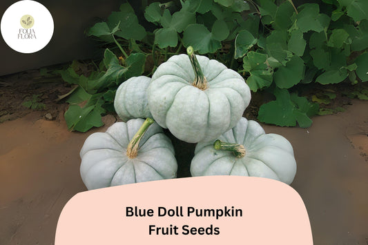 25+ Blue Doll Pumpkin Seeds | Cucurbita maxima | Unique Blue Heirloom Pumpkin for Garden Planting & Fall Displays