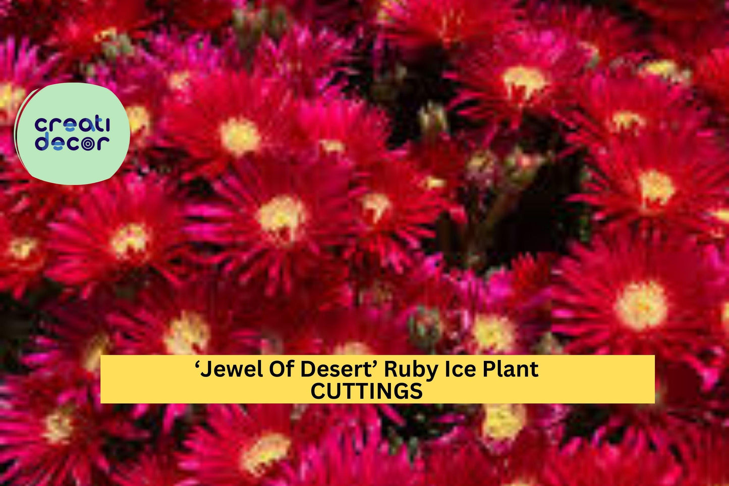 12 Ruby Ice Plant Cuttings | Jewel of Desert Delosperma | Succulent Ground Cover Starter | Drought Tolerant Bright Blooms