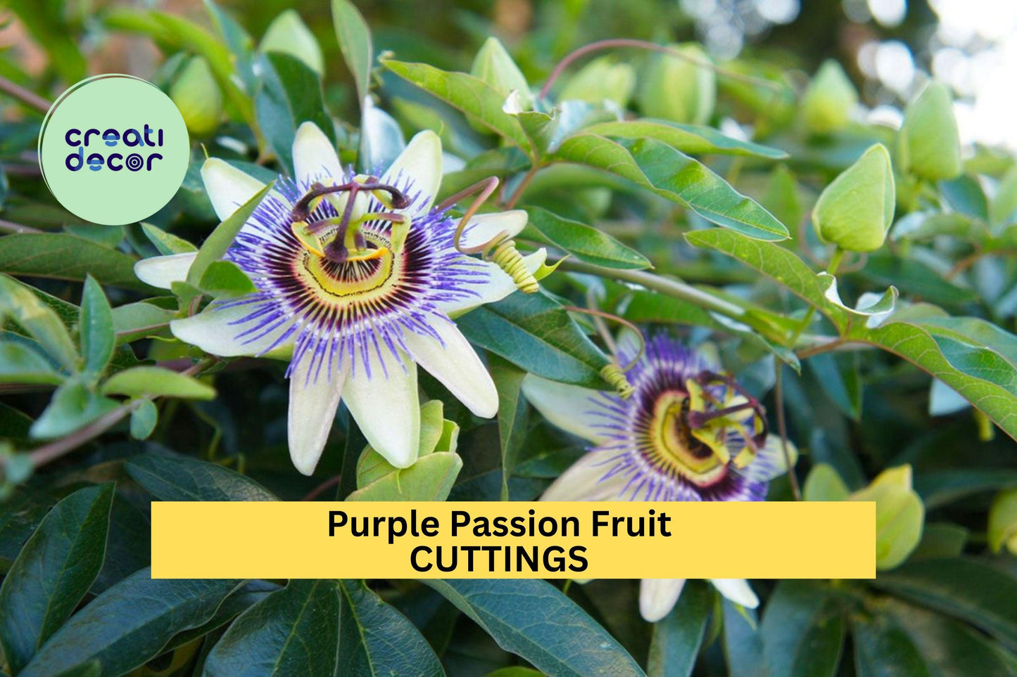 10 Purple Passion Fruit Cuttings – Fast-Growing Tropical Vine for Trellises, Sweet Edible Fruit, Pollinator-Friendly – USA