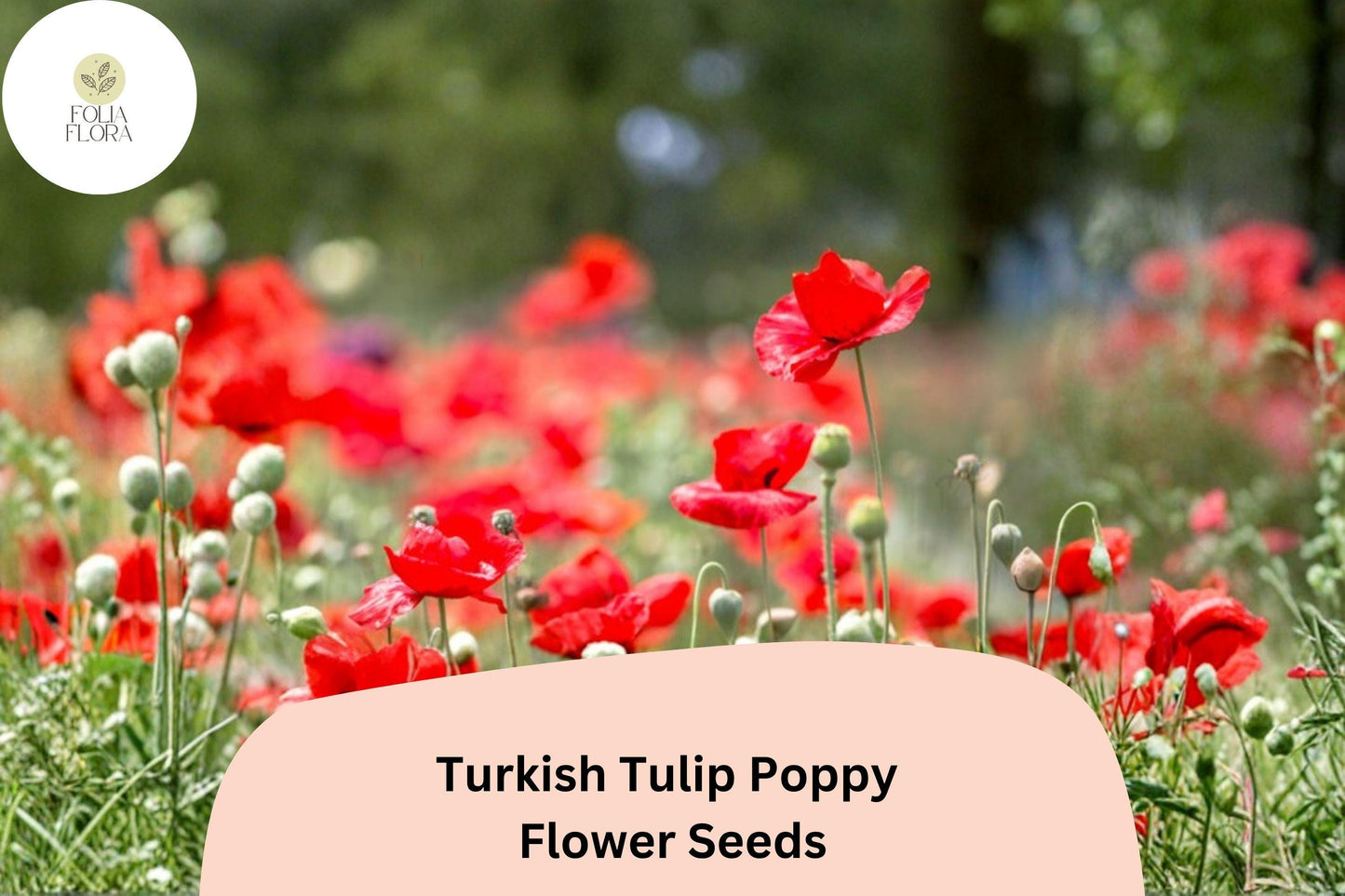200+ Turkish Tulip Poppy Seeds for Garden Planting – Unique Tulip-Shaped Blooms, Easy to Grow Annual Wildflower
