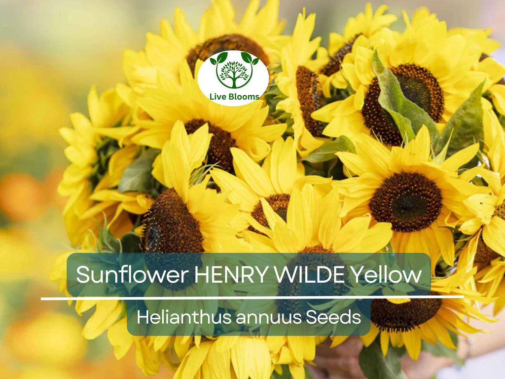 100 Seeds Sunflower HENRY WILDE Yellow (Helianthus annuus), Multiple Blooms, Attracts Birds, Bees & Butterflies, Perfect for Garden, Non-GMO