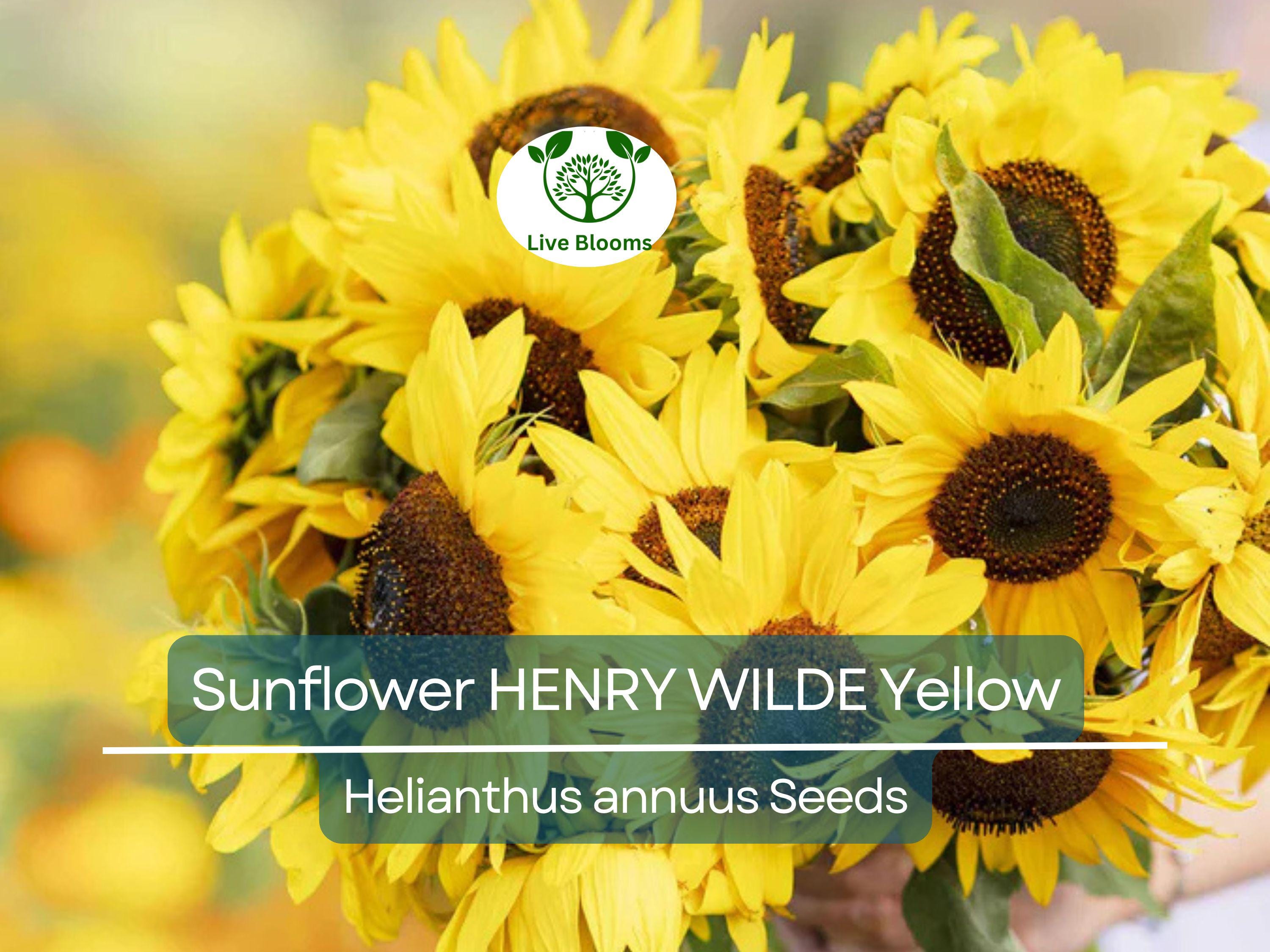 100 Seeds Sunflower HENRY WILDE Yellow (Helianthus annuus), Multiple Blooms, Attracts Birds, Bees & Butterflies, Perfect for Garden, Non-GMO