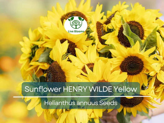 100 Seeds Sunflower HENRY WILDE Yellow (Helianthus annuus), Multiple Blooms, Attracts Birds, Bees & Butterflies, Perfect for Garden, Non-GMO
