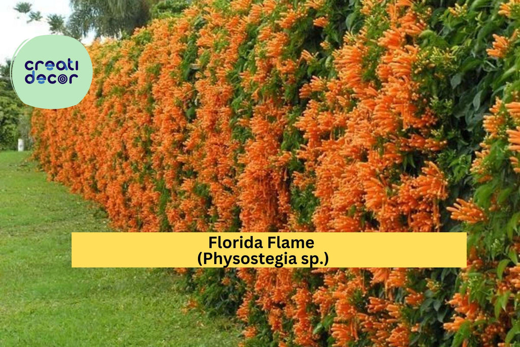 Florida Flame Physostegia Vine – Live Rooted Starter Plant, Hummingbird Garden Favorite, Bright Summer Blooms