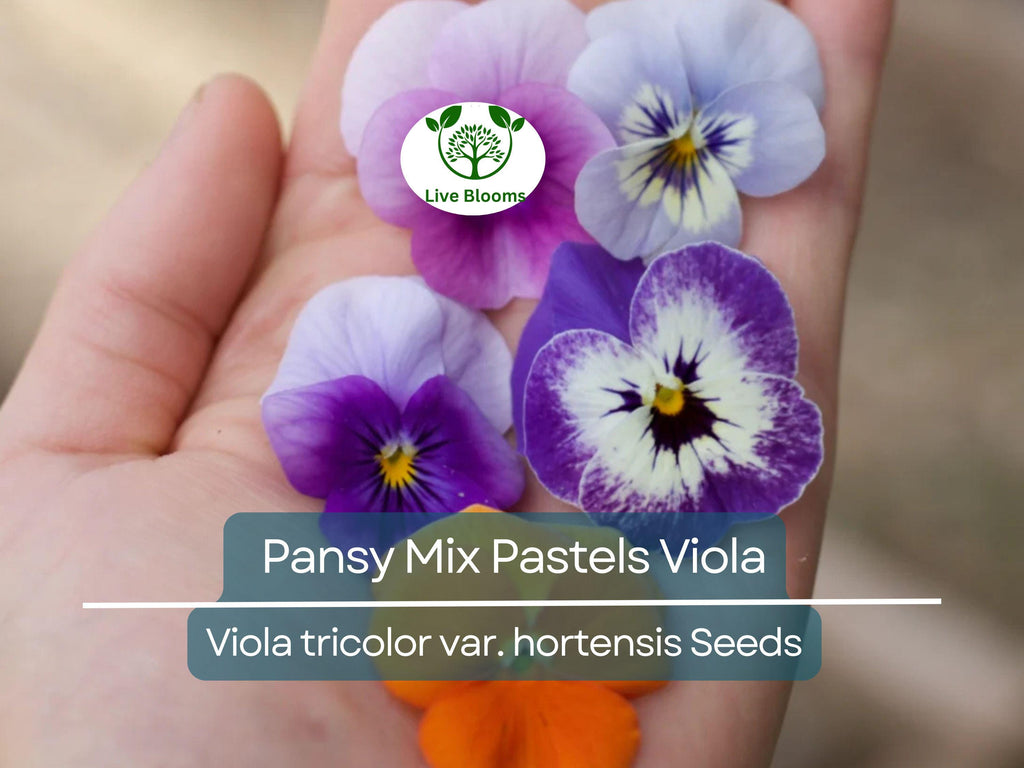 100 Seeds Pansy Mix Pastels Viola Edible Flowers, Cool Weather, Non-GMO, Vibrant Colors, Ideal for Containers & Gardens, Easy to Grow