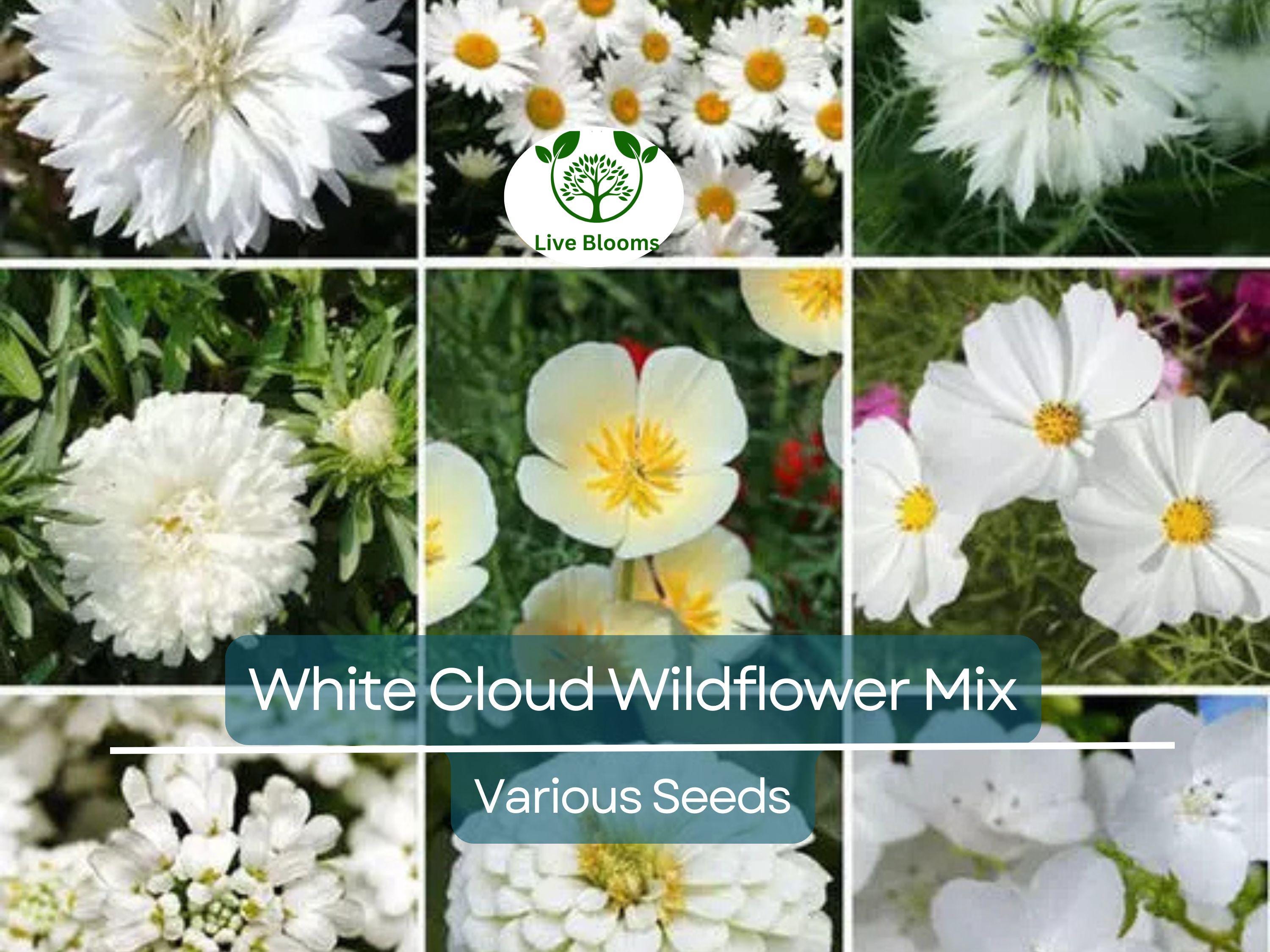 1000 Seeds White Cloud 9 Wildflower Mix – Heirloom Non-GMO White Bloom Blend for Moon Gardens, Memorial Plantings, Pollinators